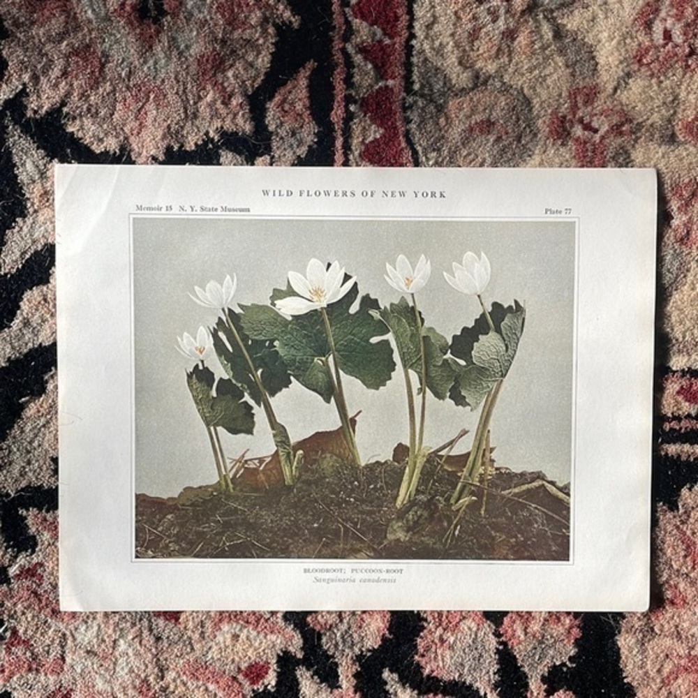 🖤5/$25 Antique Botanical Print Original natural plant home decor white flowers